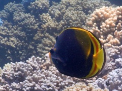 Chaetodon flavirostris