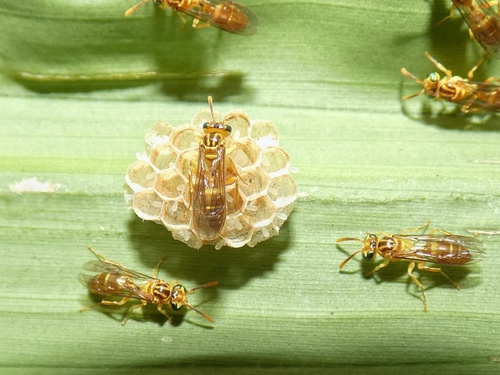 Leipomeles dorsata image