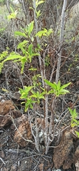 Tournefortia pubescens