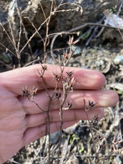 Dudleya abramsii setchellii