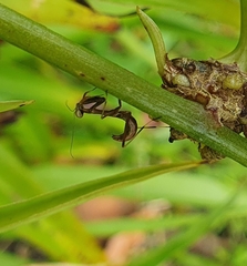 Pseudomantis albofimbriata