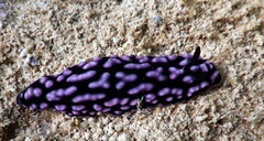 Phyllidiella