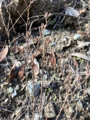 Dudleya abramsii setchellii