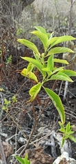 Tournefortia pubescens