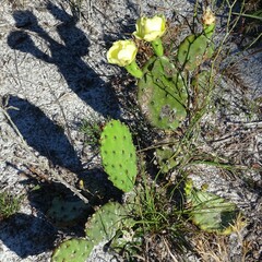 Opuntia austrina
