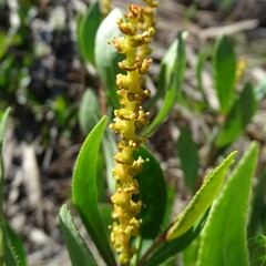 Stillingia sylvatica