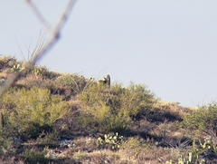 Odocoileus virginianus couesi