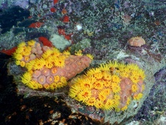 Tubastraea coccinea