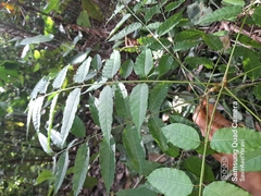 Astronium graveolens