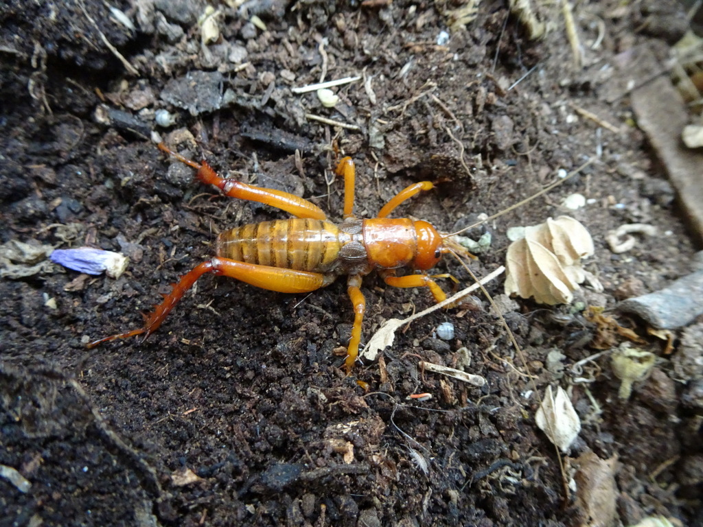 Cratomelus integer