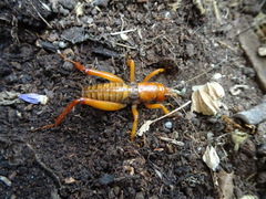 Cratomelus integer