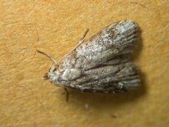 Lophoptera