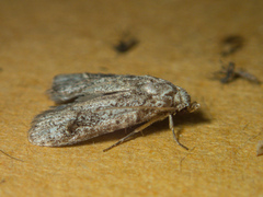 Lophoptera