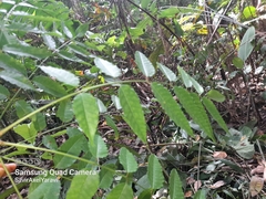 Astronium graveolens