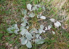 Brachyglottis haastii