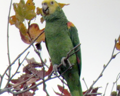 Amazona oratrix