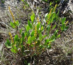 Stillingia sylvatica