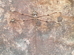 Telephlebia godeffroyi