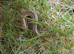 Oligosoma