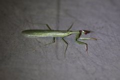 Miomantidae