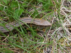 Oligosoma