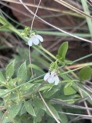 Justicia anagalloides