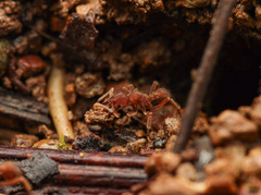 Sericomyrmex amabilis