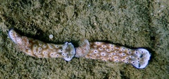 Hypselodoris tryoni