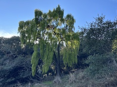 Maytenus boaria