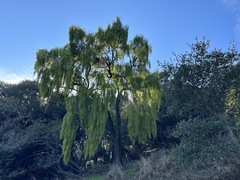Maytenus boaria