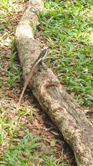 Tropicagama temporalis
