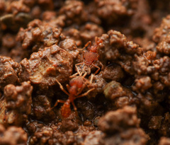 Sericomyrmex amabilis