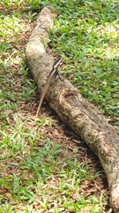 Tropicagama temporalis