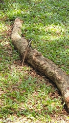 Tropicagama temporalis