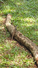 Tropicagama temporalis