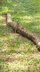 Tropicagama temporalis