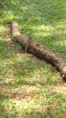 Tropicagama temporalis