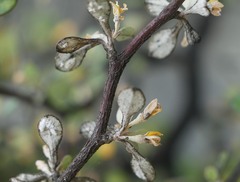 Corokia cotoneaster