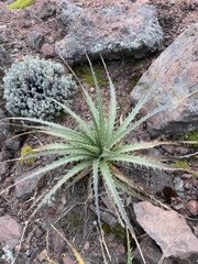 Eryngium proteiflorum