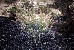 Boronia glabra