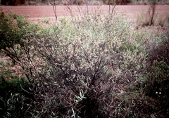 Boronia glabra