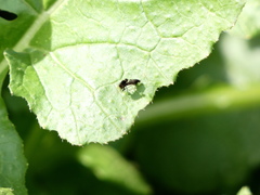 Phoridae