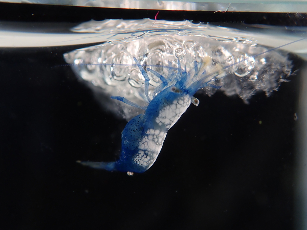 Cerulean Sargassum Shrimp