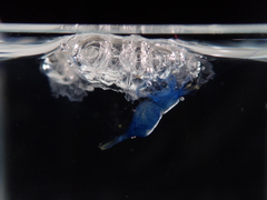 Hippolyte coerulescens