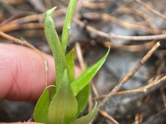 Comesperma calymega