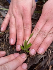 Comesperma calymega