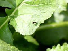 Phoridae