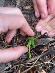 Comesperma calymega