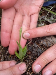Comesperma calymega