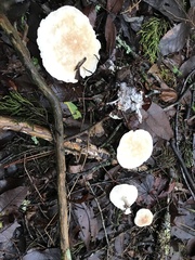Leucopaxillus